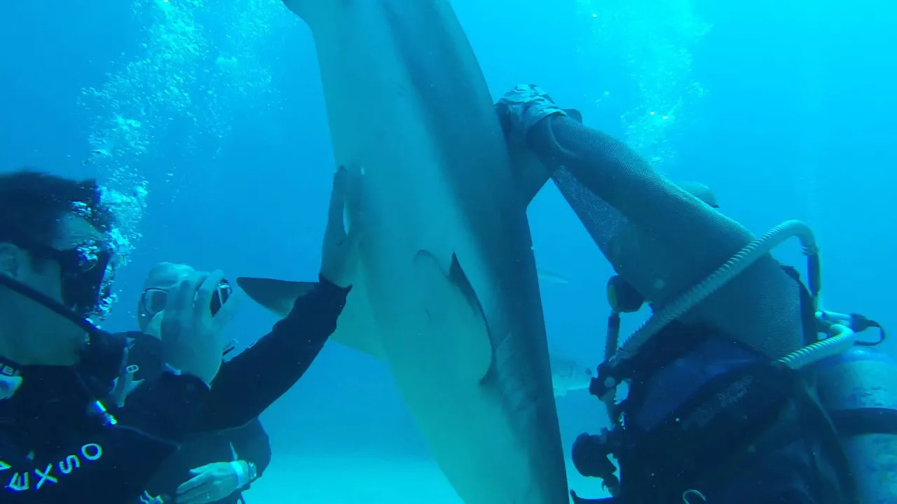 Hypnotising a shark